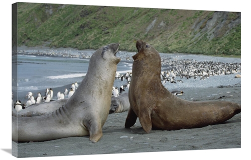 Global Gallery GCS-452455-2436-142 24 x 36 in. Southern Elephant Seal 