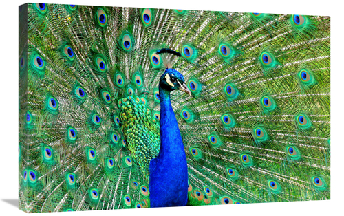 Global Gallery GCS-486597-30-142 30 in. Majestic Peacock II Art Print 