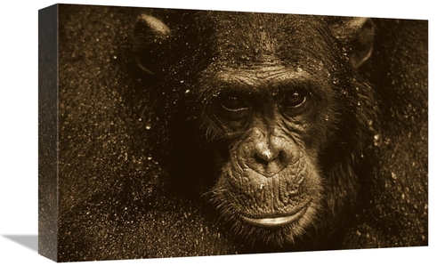 Global Gallery GCS-453709-1218-142 12 x 18 in. Chimpanzee Called Frodo