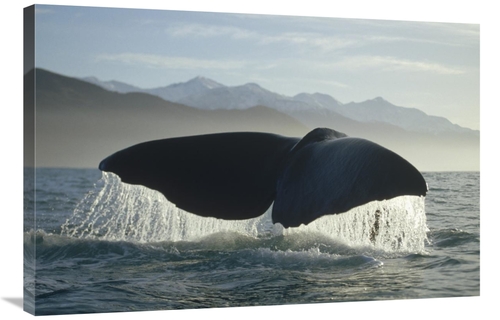 Global Gallery GCS-397834-2436-142 24 x 36 in. Sperm Whale Tail, N