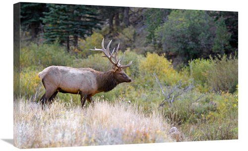 Global Gallery GCS-486444-30-142 30 in. Bull Elk on Watch Art Print - 