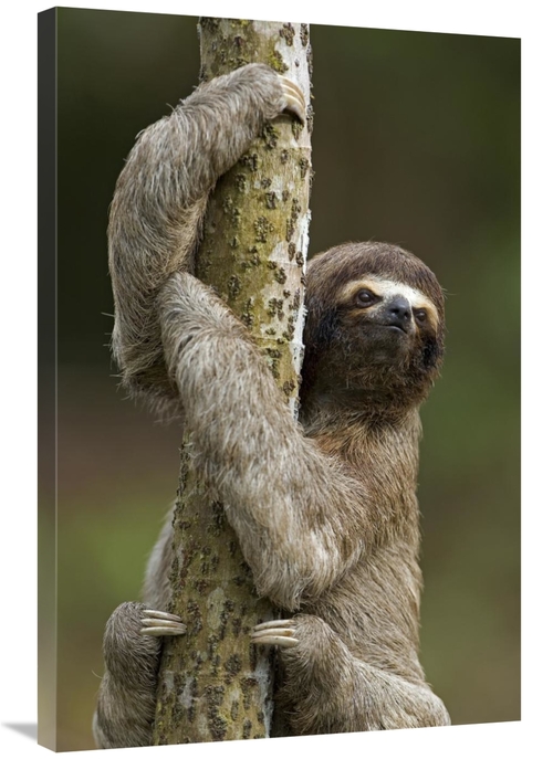 Global Gallery GCS-395361-2436-142 24 x 36 in. Brown-Throated Three-To