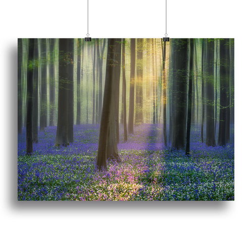 Daydreaming Of Bluebells Canvas Print or Poster