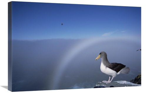 Global Gallery GCS-451779-2030-142 20 x 30 in. Chatham Albatross on Cl