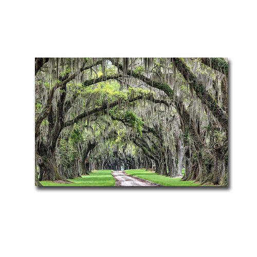 Artistic Home Gallery 2436R778IG The Old South by Daniel Burt Premium 