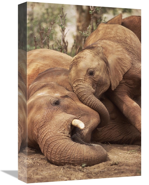 Global Gallery GCS-452961-1218-142 12 x 18 in. Baby Orphan Meeting Ime