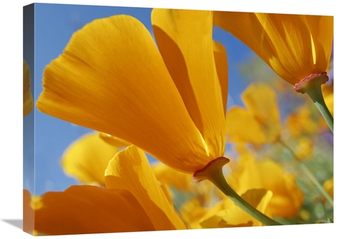 Global Gallery GCS-452253-1824-142 18 x 24 in. California Poppy Flower