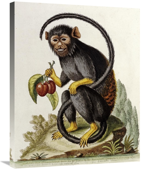 Global Gallery GCS-267954-30-142 30 in. A Little Black Monkey Art Prin