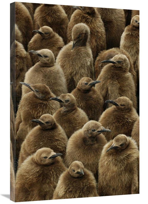 Global Gallery GCS-398285-2436-142 24 x 36 in. King Penguin Chicks,