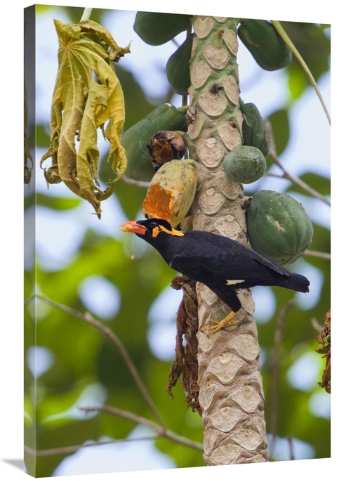 Global Gallery GCS-453643-2436-142 24 x 36 in. Hill Myna Feeding on Pa