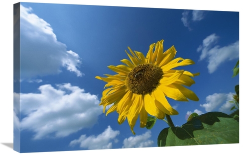 Global Gallery GCS-452573-2030-142 20 x 30 in. Common Sunflower with B
