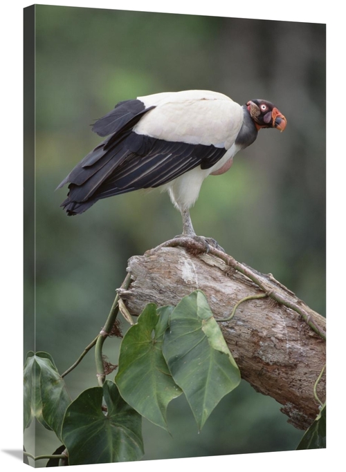Global Gallery GCS-451215-2436-142 24 x 36 in. King Vulture, Tambo