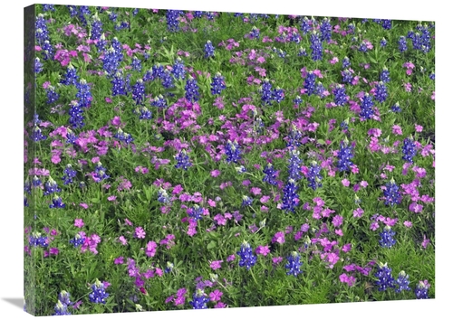 Global Gallery GCS-396022-2432-142 24 x 32 in. Sand Bluebonnet & Point