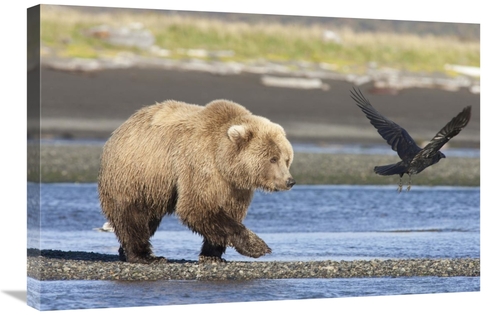 Global Gallery GCS-395507-2030-142 20 x 30 in. Grizzly Bear Walking Al