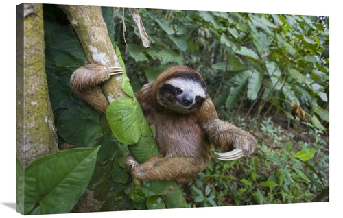 Global Gallery GCS-395845-2436-142 24 x 36 in. Brown-Throated Three-To