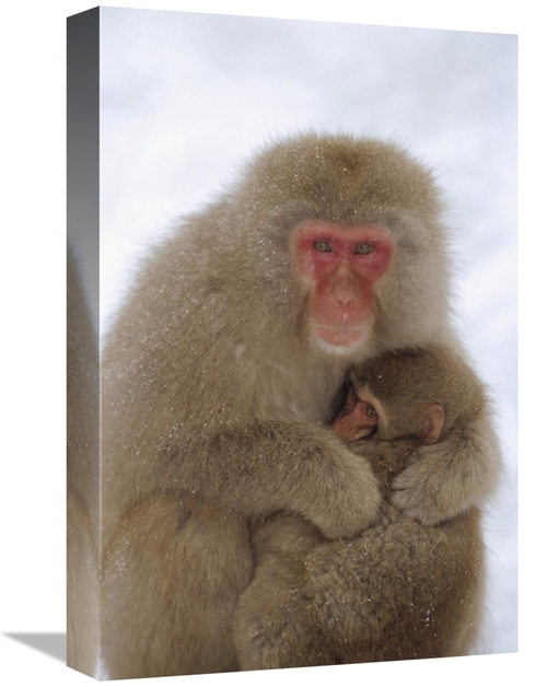 Global Gallery GCS-452294-1218-142 12 x 18 in. Japanese Macaque Mother