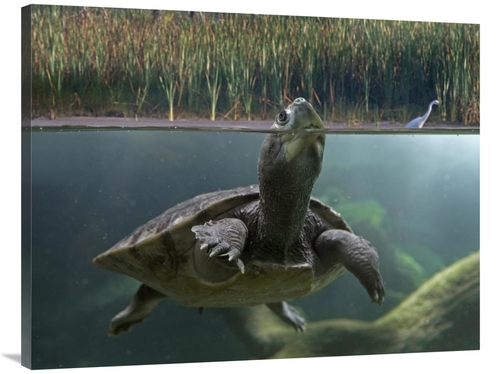 Global Gallery GCS-396465-3040-142 30 x 40 in. Turtle Breathing at Sur