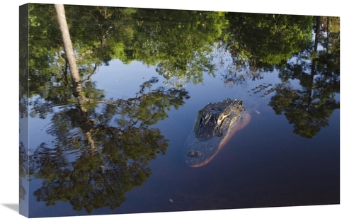 Global Gallery GCS-397938-2030-142 20 x 30 in. American Alligator on S