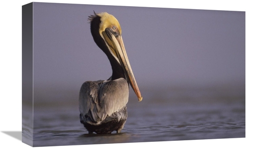 Global Gallery GCS-396042-1218-142 12 x 18 in. Brown Pelican Adult Por