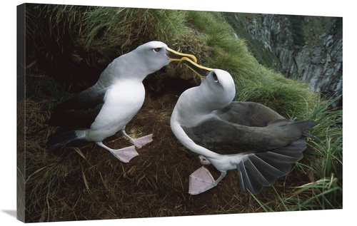 Global Gallery GCS-451660-2436-142 24 x 36 in. Bullers Albatross Court