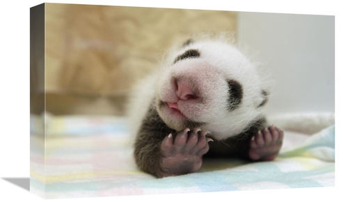 Global Gallery GCS-395887-1218-142 12 x 18 in. Giant Panda Baby Stretc