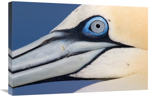 Global Gallery GCS-395689-2030-142 20 x 30 in. Northern Gannet Profile