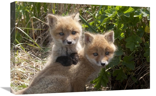 Global Gallery GCS-395414-1624-142 16 x 24 in. Red Fox Kits Playing&#4