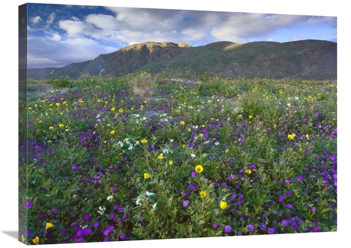 Global Gallery GCS-397055-2432-142 24 x 32 in. Wildflowers Carpeting t