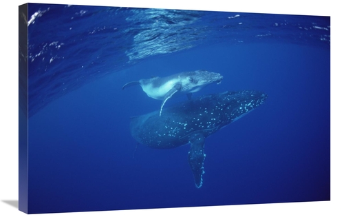 Global Gallery GCS-450952-2030-142 20 x 30 in. Humpback Whale Mother &