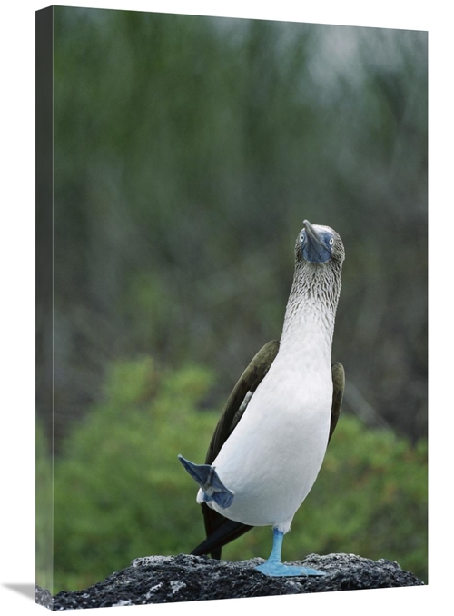 Global Gallery GCS-451739-2030-142 20 x 30 in. Blue-Footed Booby Male 