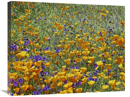 Global Gallery GCS-396878-2228-142 22 x 28 in. California Poppy & Dese