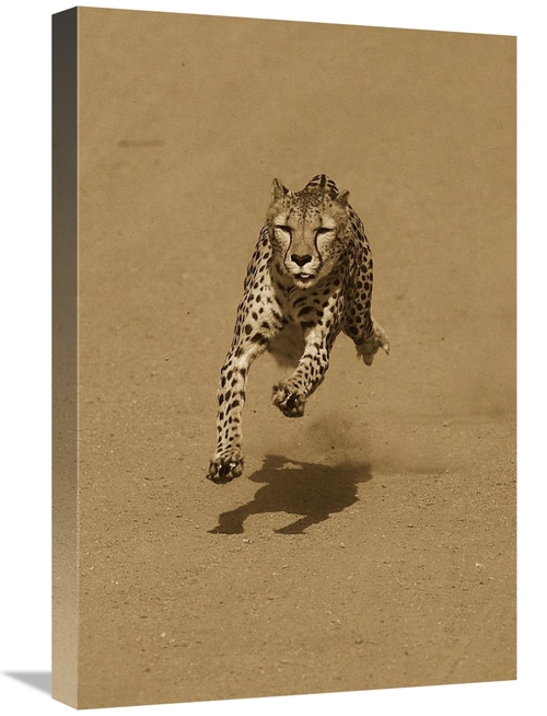 Global Gallery GCS-453664-1624-142 16 x 24 in. Cheetah Running, Na