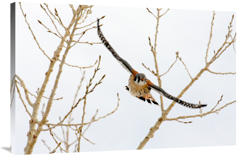 Global Gallery GCS-486574-40-142 40 in. Hawk in Flight Art Print - Vic