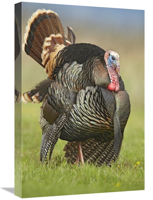 Global Gallery GCS-396851-1624-142 16 x 24 in. Wild Turkey Male in Cor