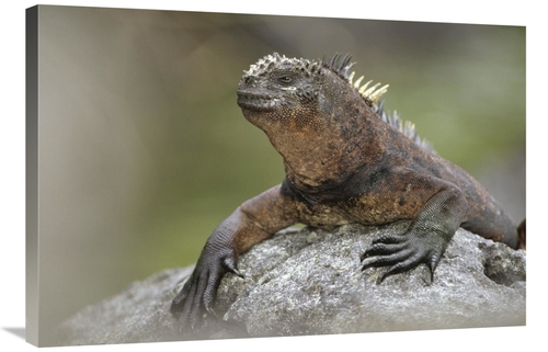 Global Gallery GCS-451057-2436-142 24 x 36 in. Marine Iguana Mature Ma