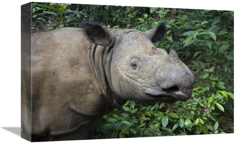 Global Gallery GCS-395860-1218-142 12 x 18 in. Sumatran Rhinoceros,