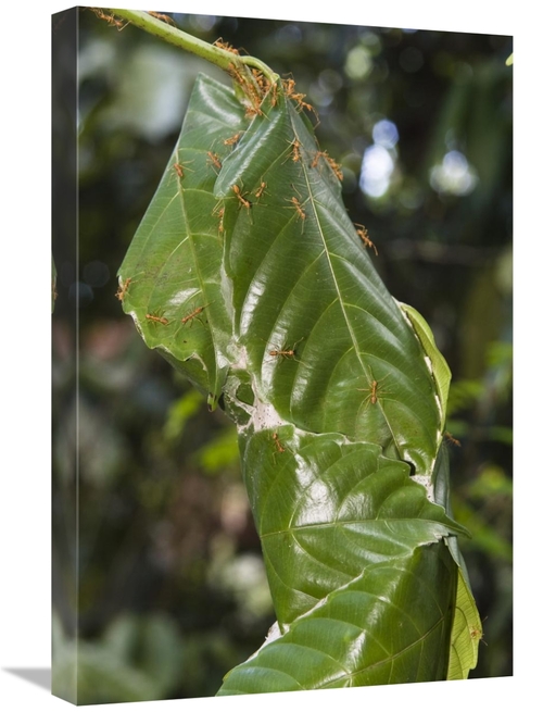 Global Gallery GCS-453641-1624-142 16 x 24 in. Weaver Ant Nest in Rain