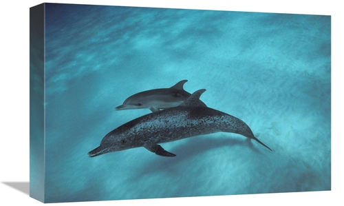 Global Gallery GCS-450677-1218-142 12 x 18 in. Atlantic Spotted Dolphi
