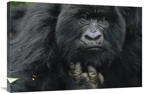 24 x 36 in. Mountain Gorilla Showing Finger Lost to Poachers Trap,