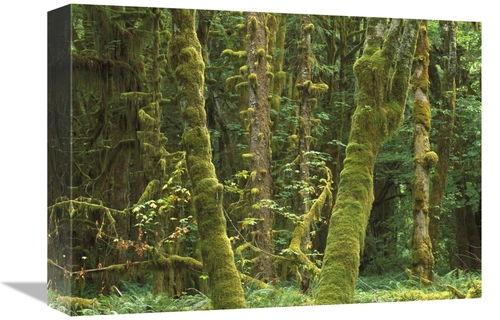 Global Gallery GCS-452005-1216-142 12 x 16 in. Maple Glade, Quinau