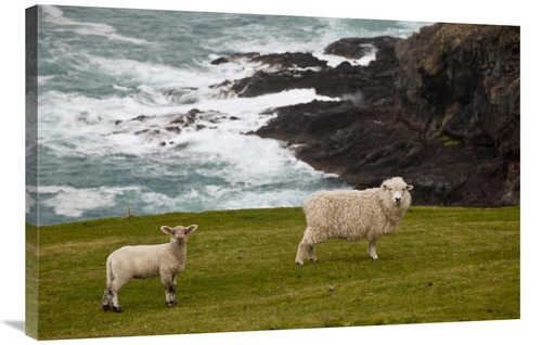 Global Gallery GCS-397810-2436-142 24 x 36 in. Domestic Sheep & Lamb N