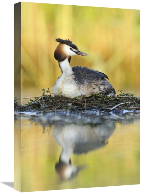 Global Gallery GCS-395693-1624-142 16 x 24 in. Great Crested Grebe on 