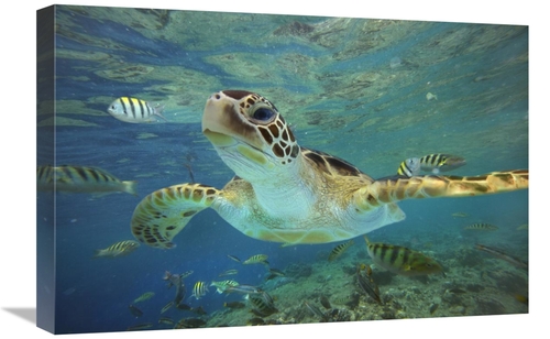 Global Gallery GCS-396254-1624-142 16 x 24 in. Green Sea Turtle, B