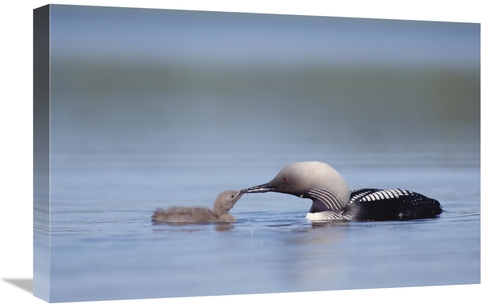 Global Gallery GCS-451881-1624-142 16 x 24 in. Pacific Loon Parent Fee