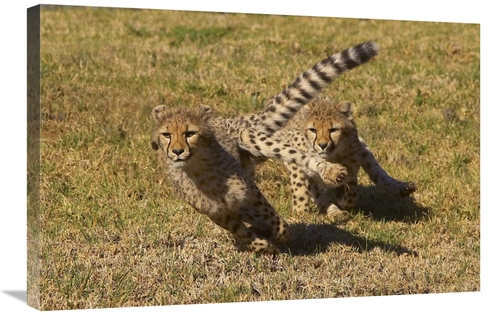 20 x 30 in. Cheetah Juveniles Playing, Native to Africa Art Print 