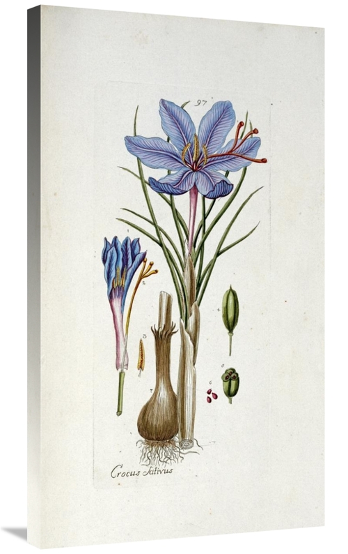 Global Gallery GCS-266349-36-142 36 in. Crocus Sativus Art Print - And