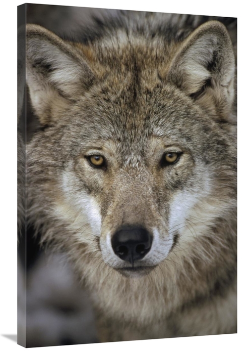 Global Gallery GCS-452487-2436-142 24 x 36 in. European Wolf Portrait&