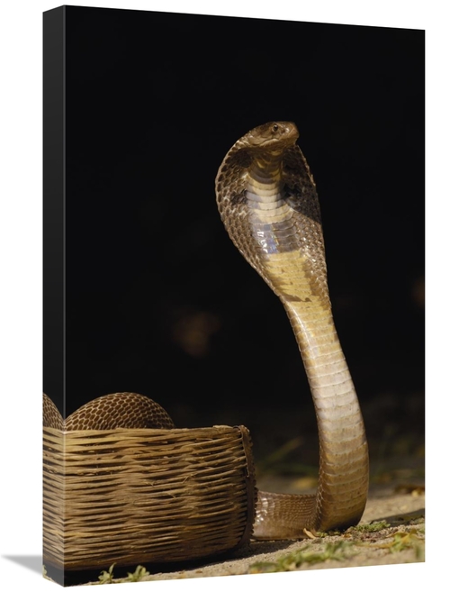 Global Gallery GCS-453063-1624-142 16 x 24 in. Spectacled Cobra with H