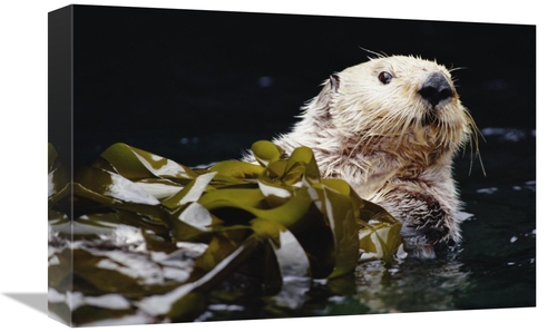 Global Gallery GCS-395758-1218-142 12 x 18 in. Sea Otter Portrait in K