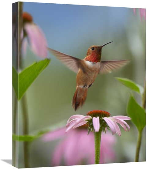 Global Gallery GCS-396280-2024-142 20 x 24 in. Rufous Hummingbird Male